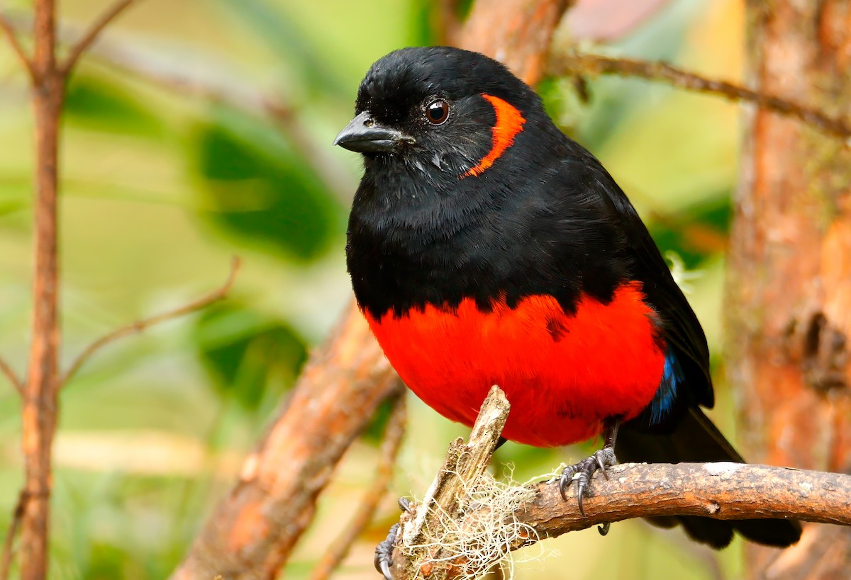 Scarlet-bellied Mountain Tanager - ML621181110