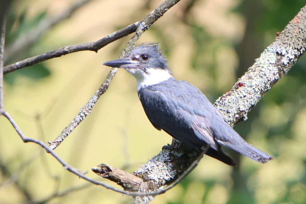 Belted Kingfisher - ML621181122