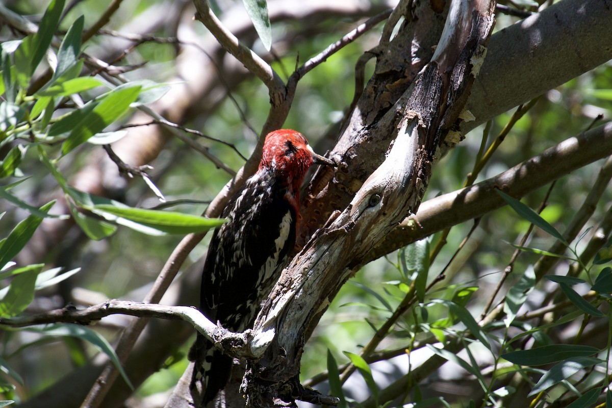Red-breasted Sapsucker - ML621181145