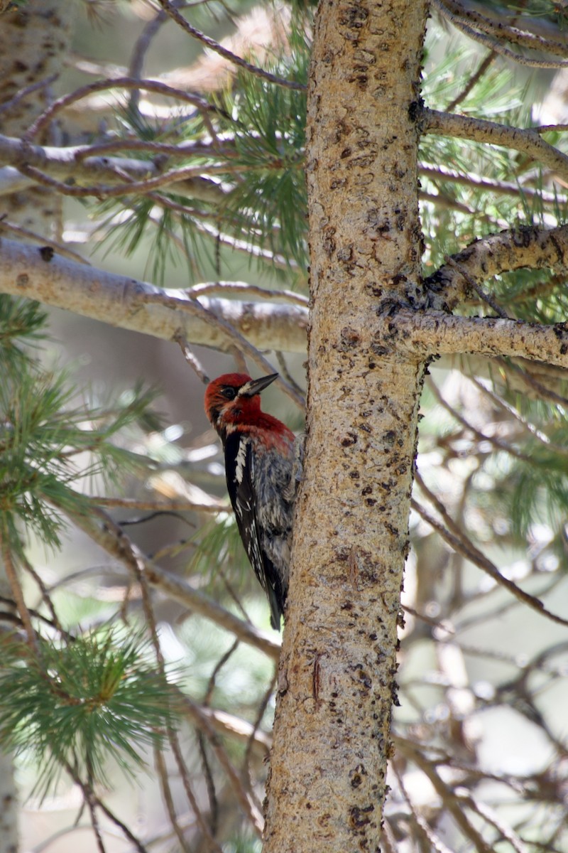 Red-breasted Sapsucker - ML621181146