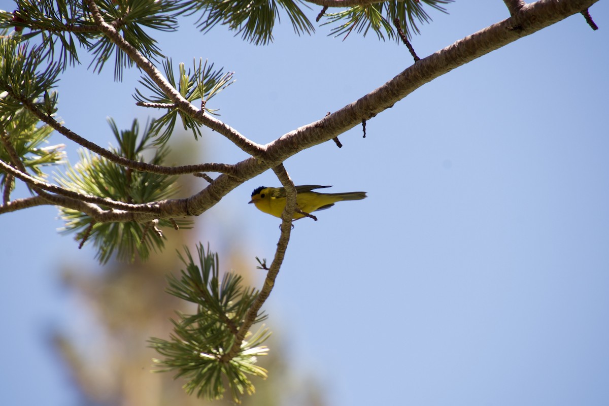 Wilson's Warbler - ML621181178