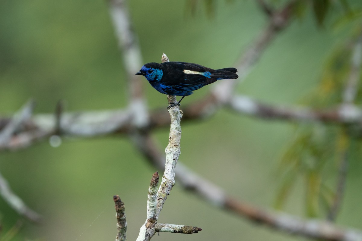 Opal-rumped Tanager - ML621181181