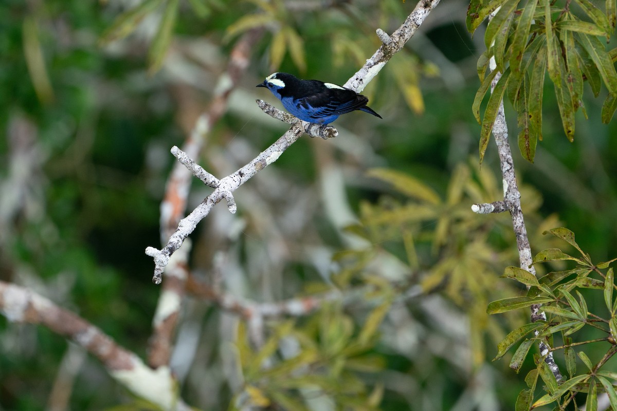 Opal-crowned Tanager - ML621181183
