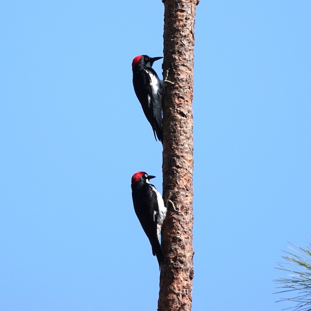 Acorn Woodpecker - ML621181186