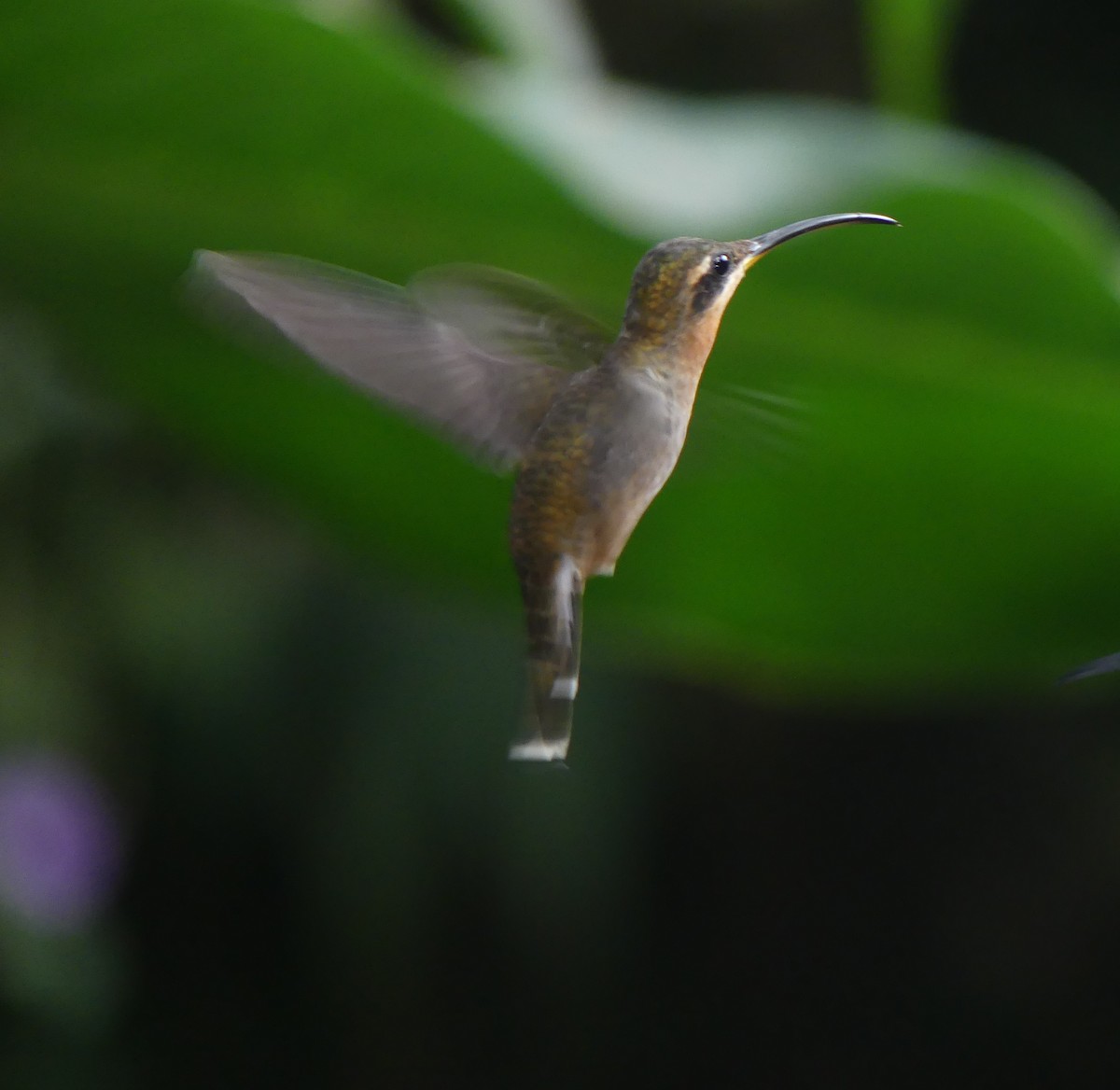 Полосатохвостый колибри-отшельник - ML621181193