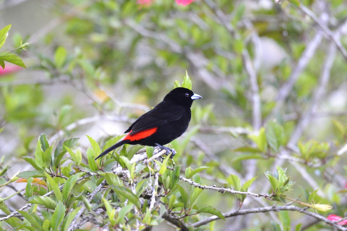 Scarlet-rumped Tanager (Passerini's) - ML621181221