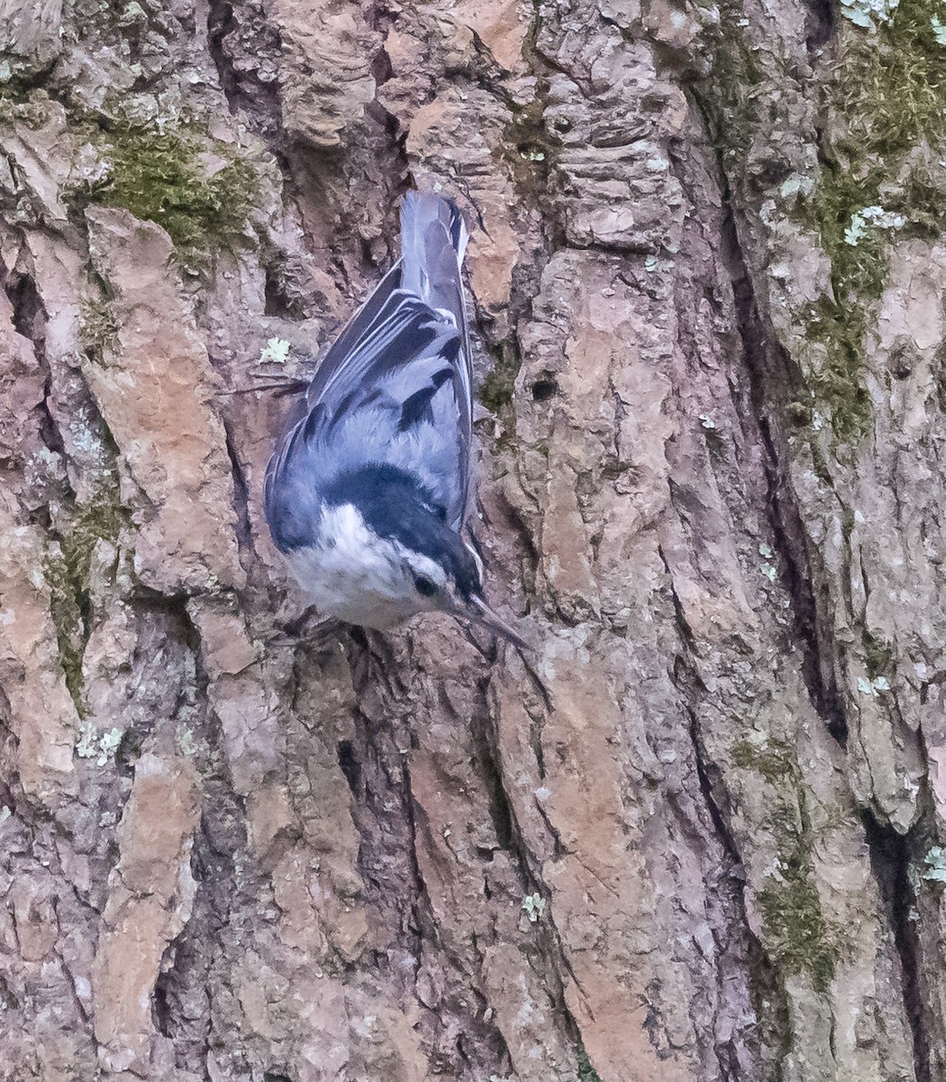 White-breasted Nuthatch - ML621181244