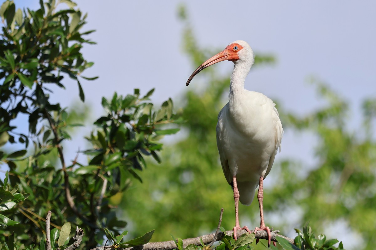 ibis bílý - ML621181259