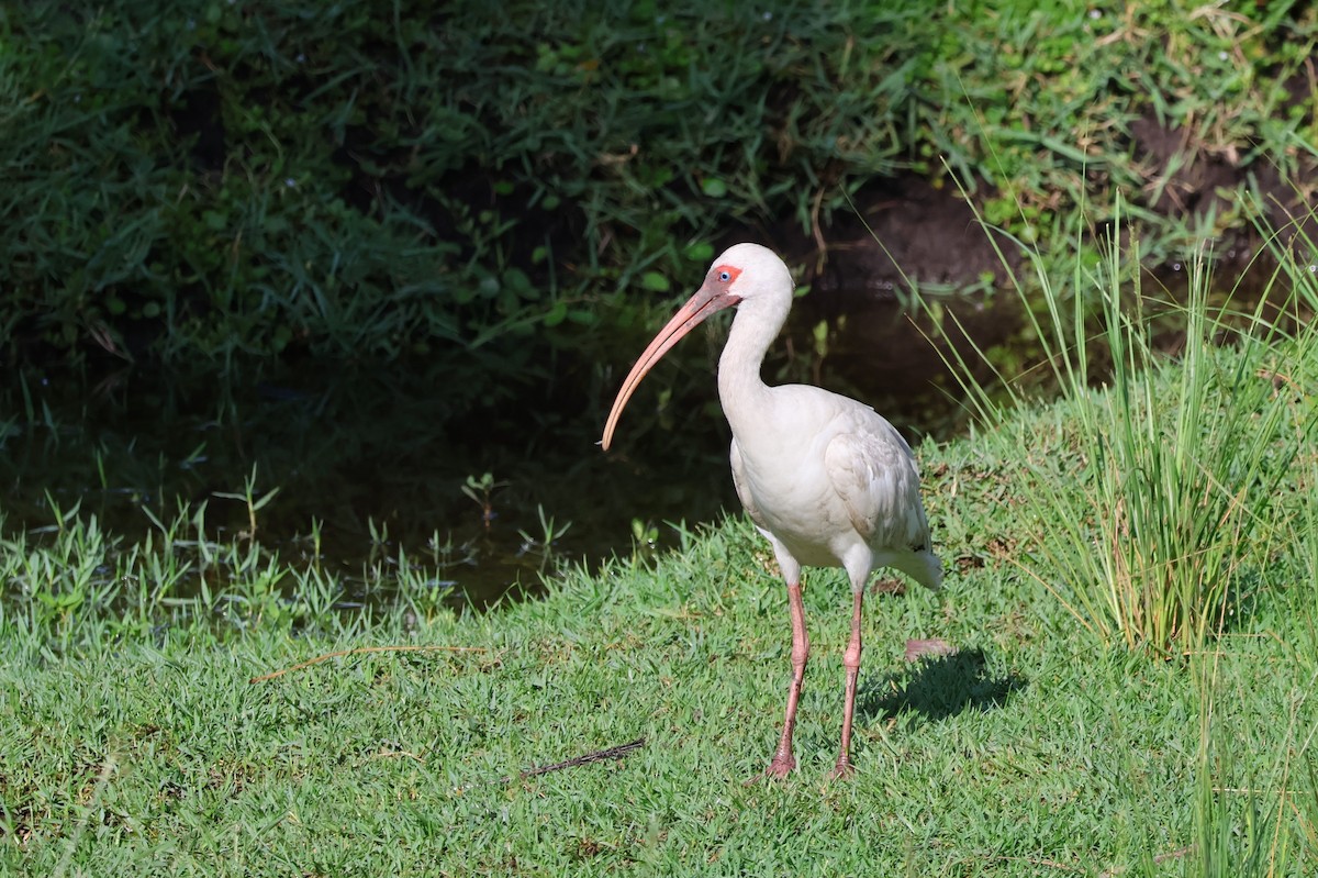 ibis bílý - ML621181260
