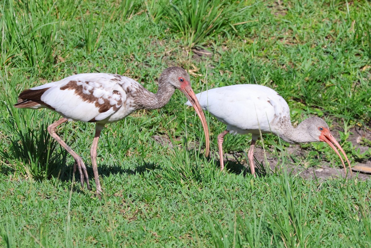 ibis bílý - ML621181261