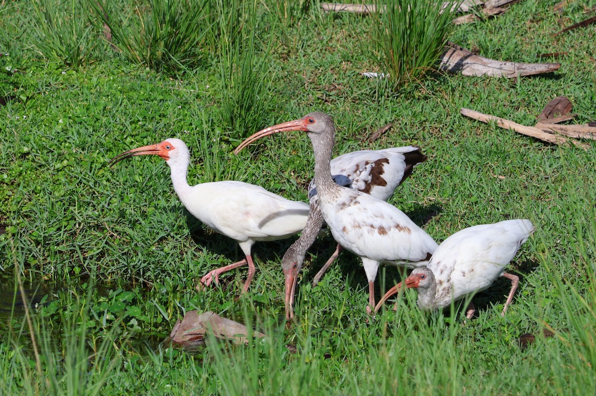 ibis bílý - ML621181264