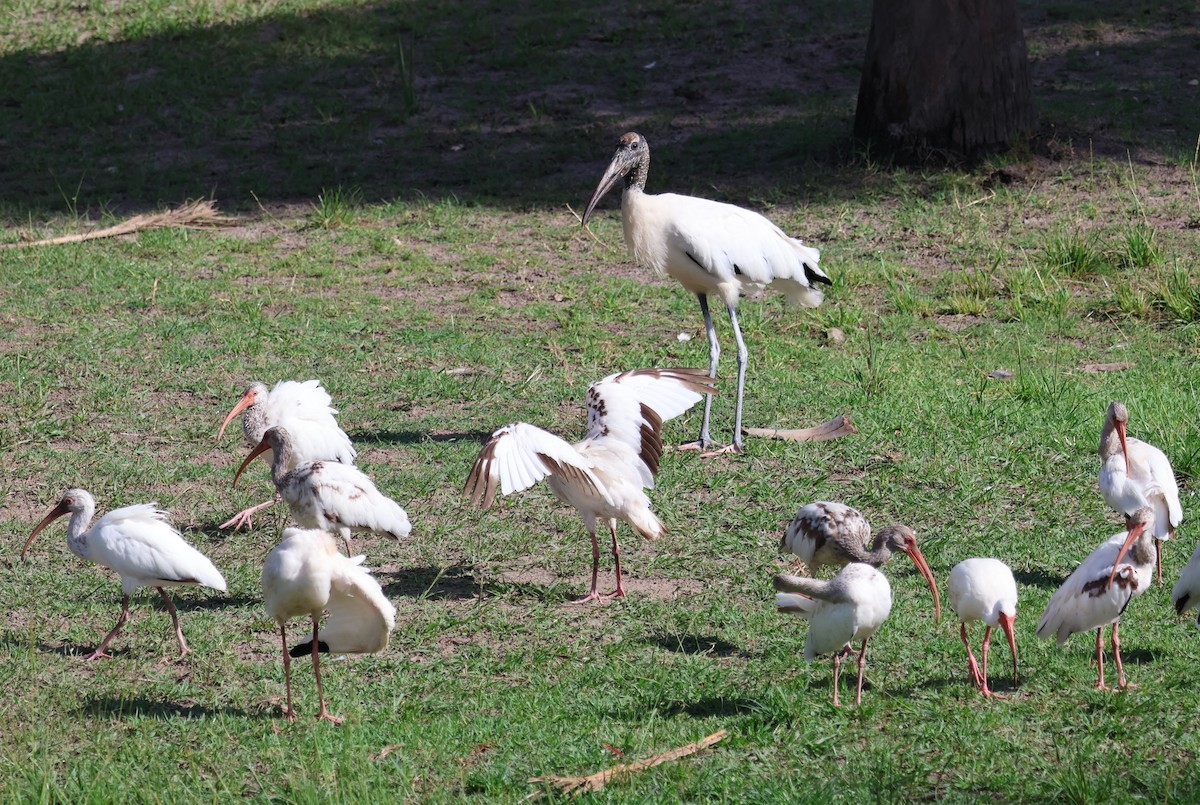 ibis bílý - ML621181272