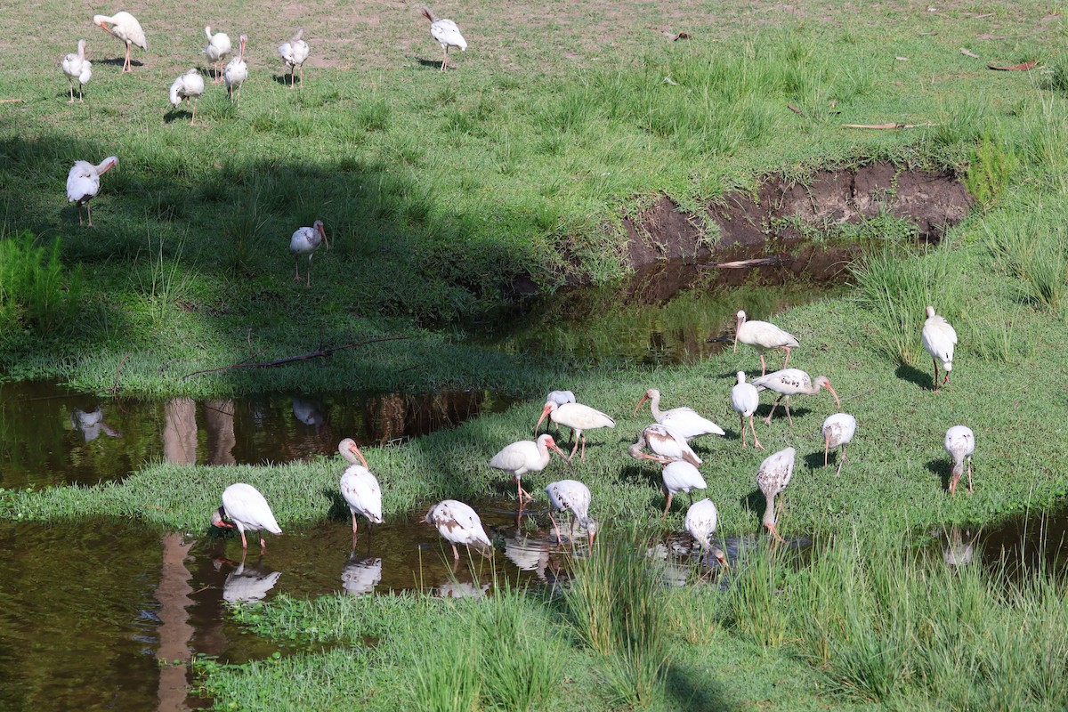 ibis bílý - ML621181275