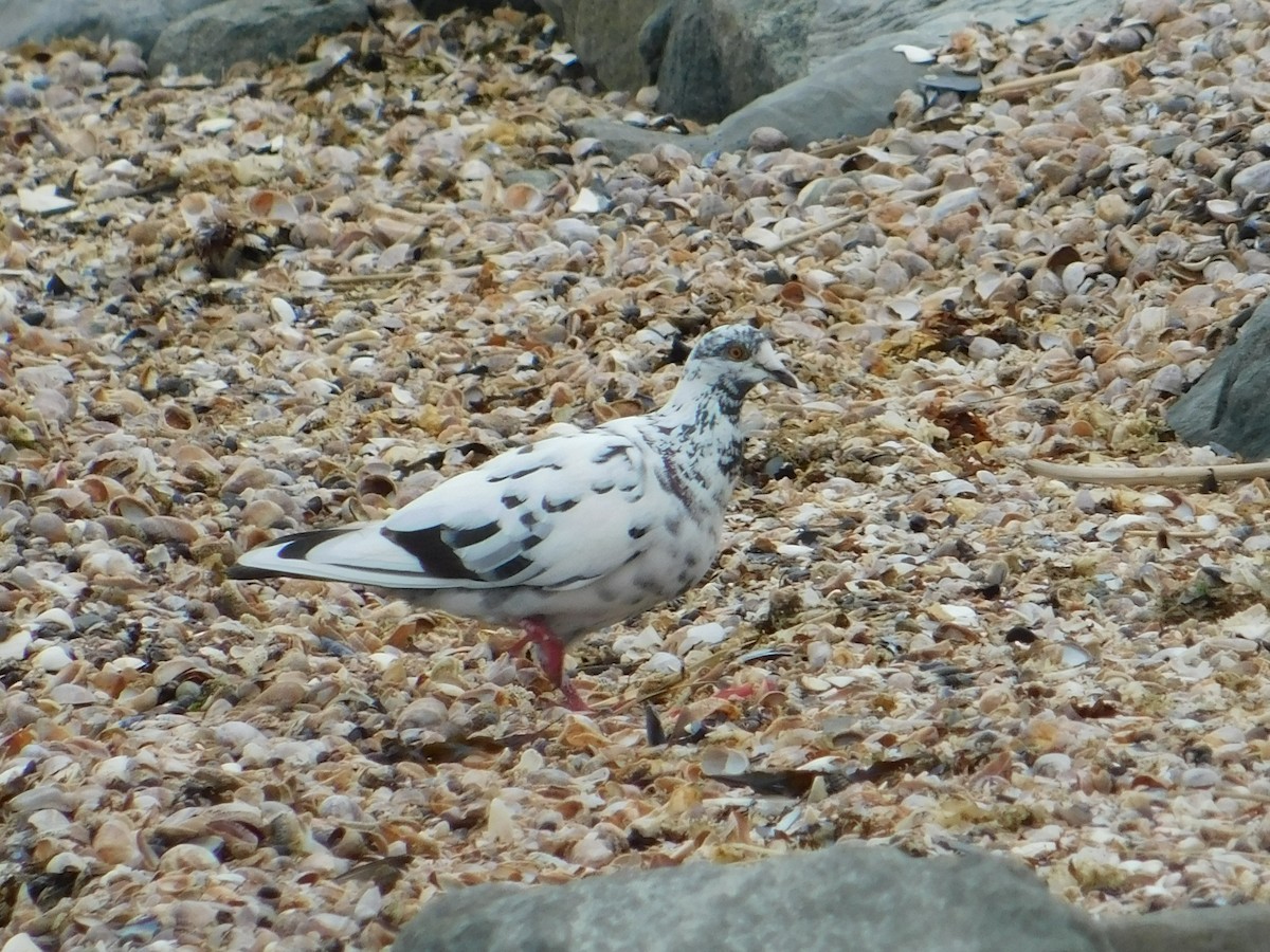 Rock Pigeon (Feral Pigeon) - ML621181278