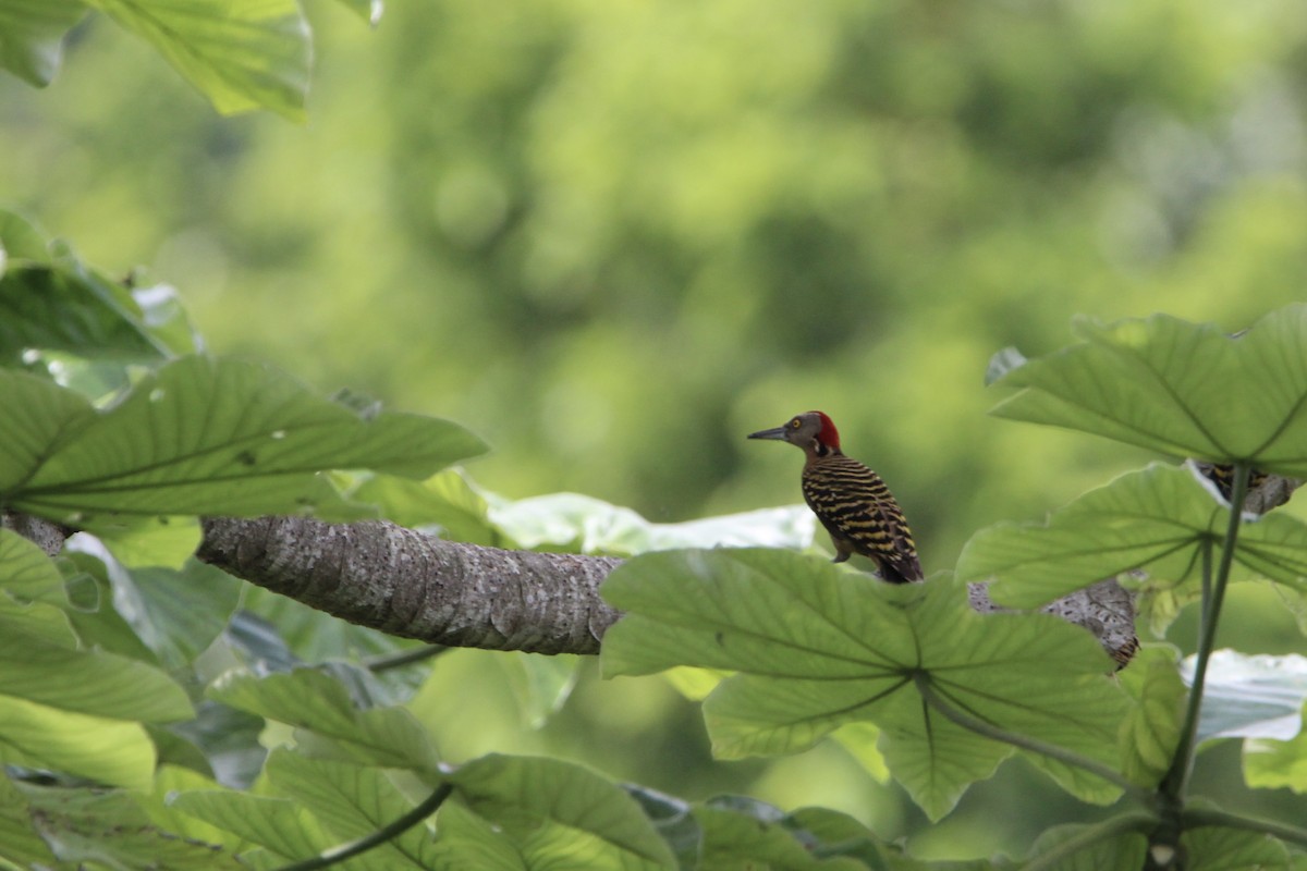 Hispaniolan Woodpecker - ML621181348