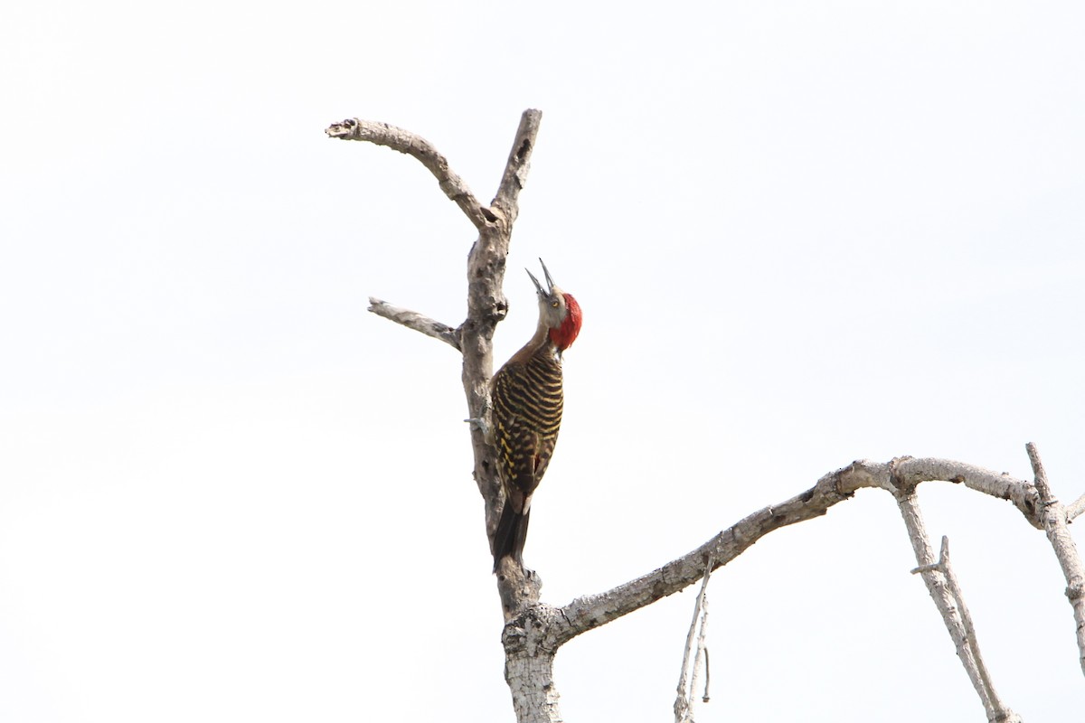 Hispaniolan Woodpecker - ML621181349