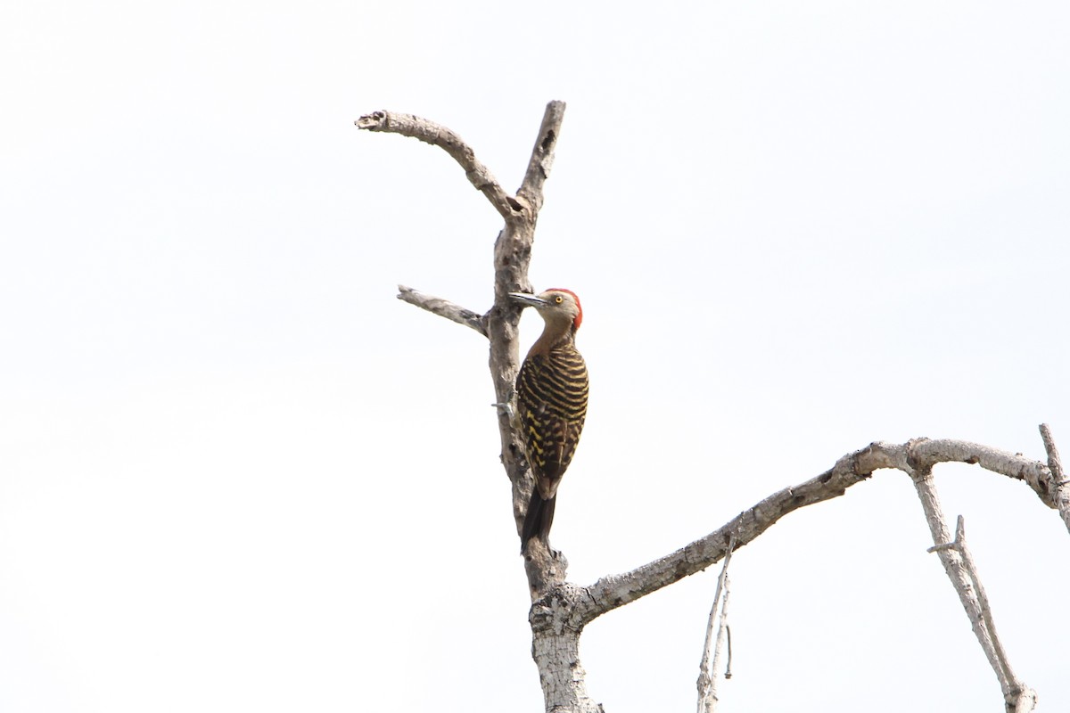 Hispaniolan Woodpecker - ML621181350