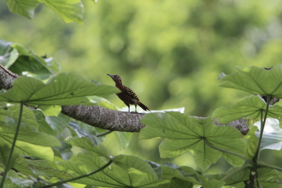 Hispaniolan Woodpecker - ML621181351