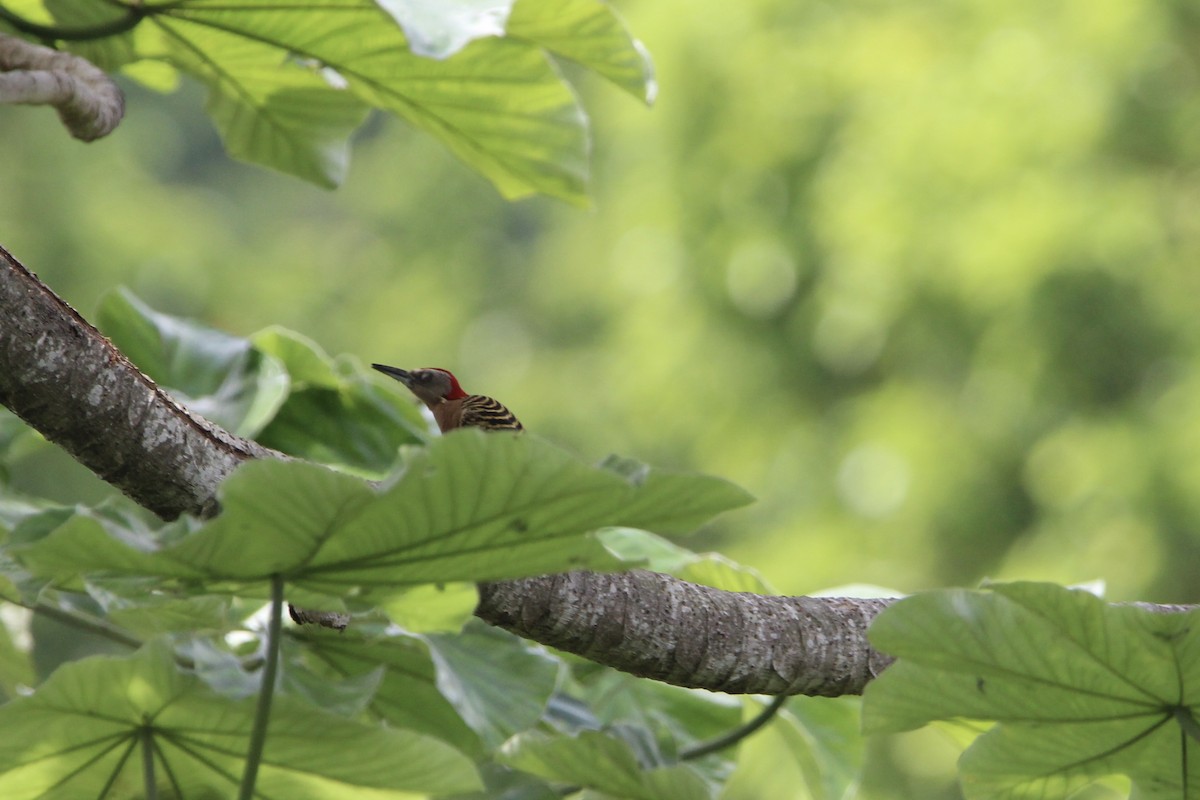 Hispaniolan Woodpecker - ML621181352