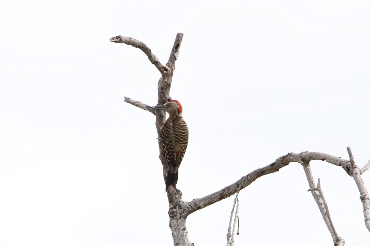 Hispaniolan Woodpecker - ML621181353