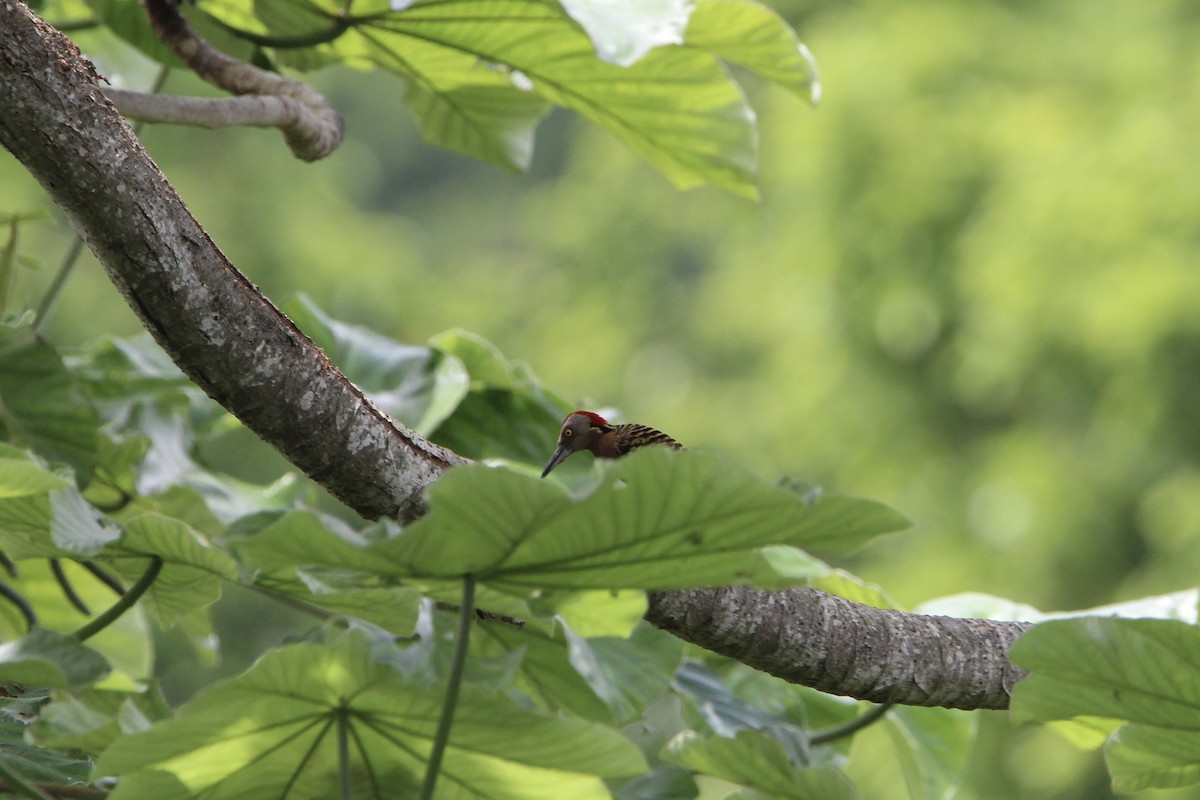 Hispaniolan Woodpecker - ML621181354