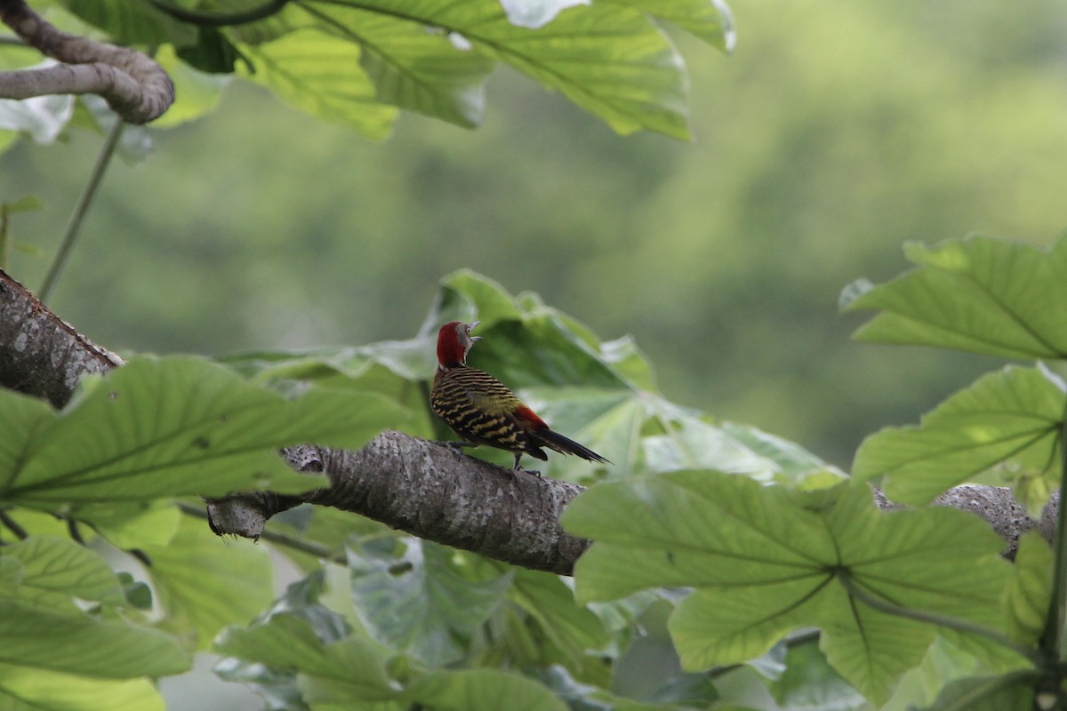 Hispaniolan Woodpecker - ML621181356