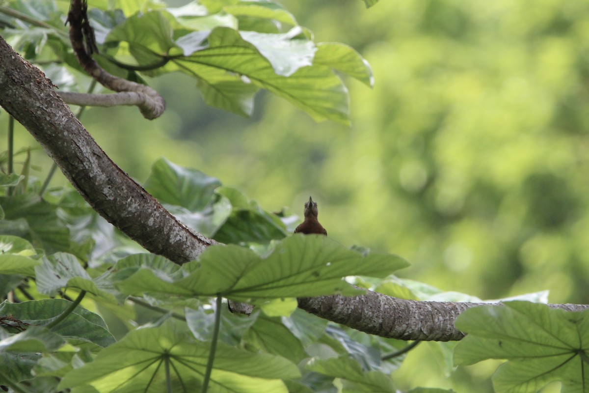 Hispaniolan Woodpecker - ML621181357