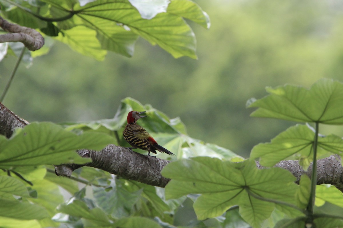 Hispaniolan Woodpecker - ML621181358