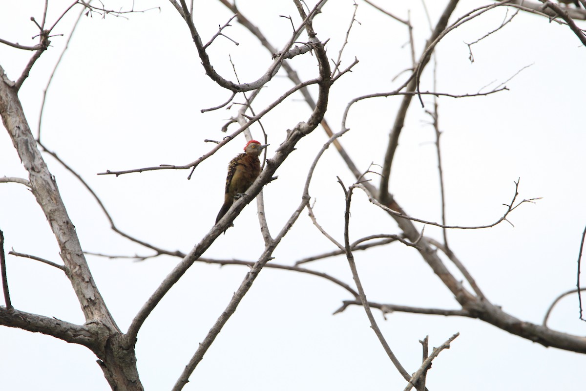 Hispaniolan Woodpecker - ML621181359