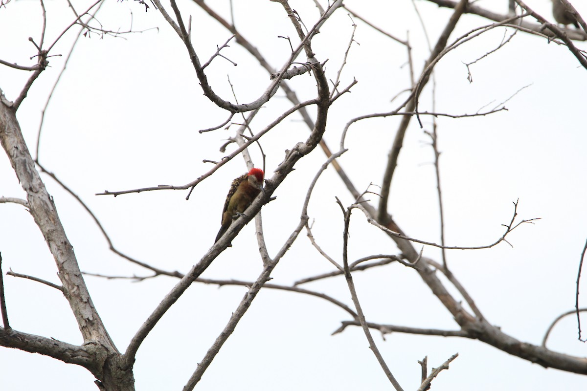 Hispaniolan Woodpecker - ML621181360