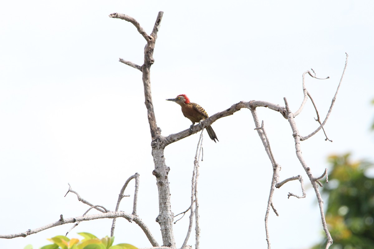 Hispaniolan Woodpecker - ML621181361
