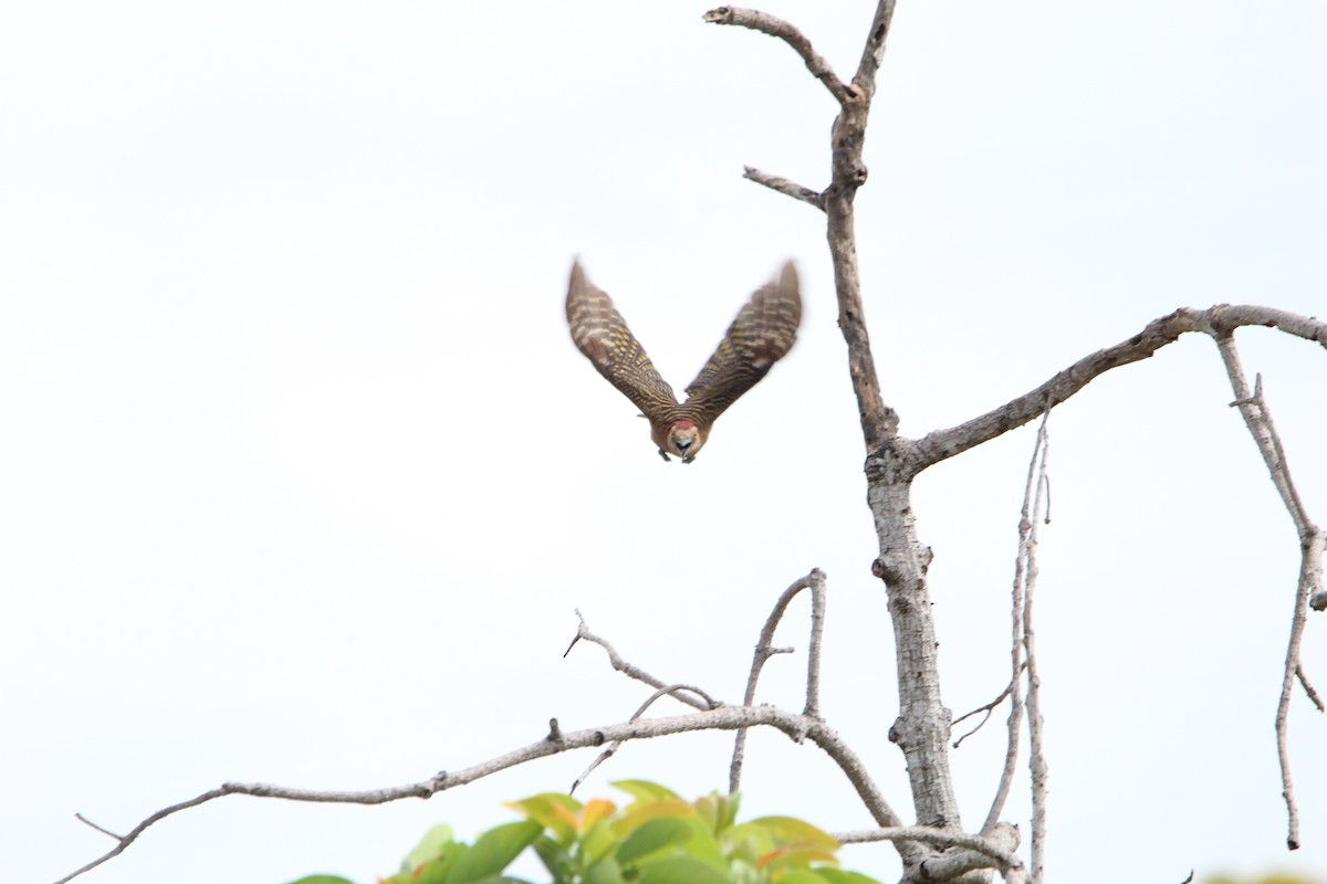 Hispaniolan Woodpecker - ML621181362