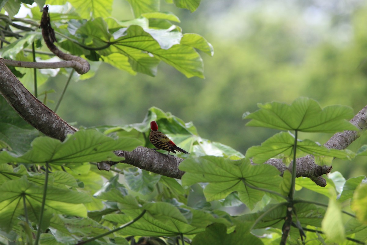Hispaniolan Woodpecker - ML621181363