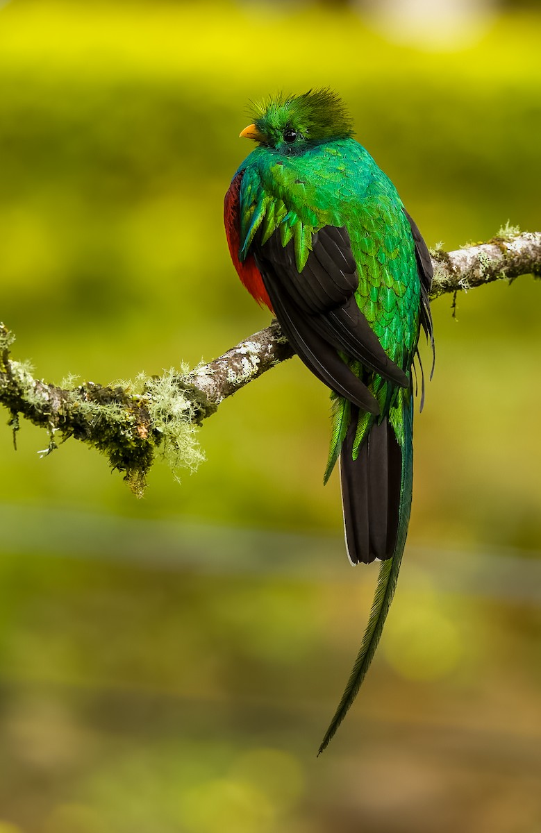 Quetzal Guatemalteco - ML621181448