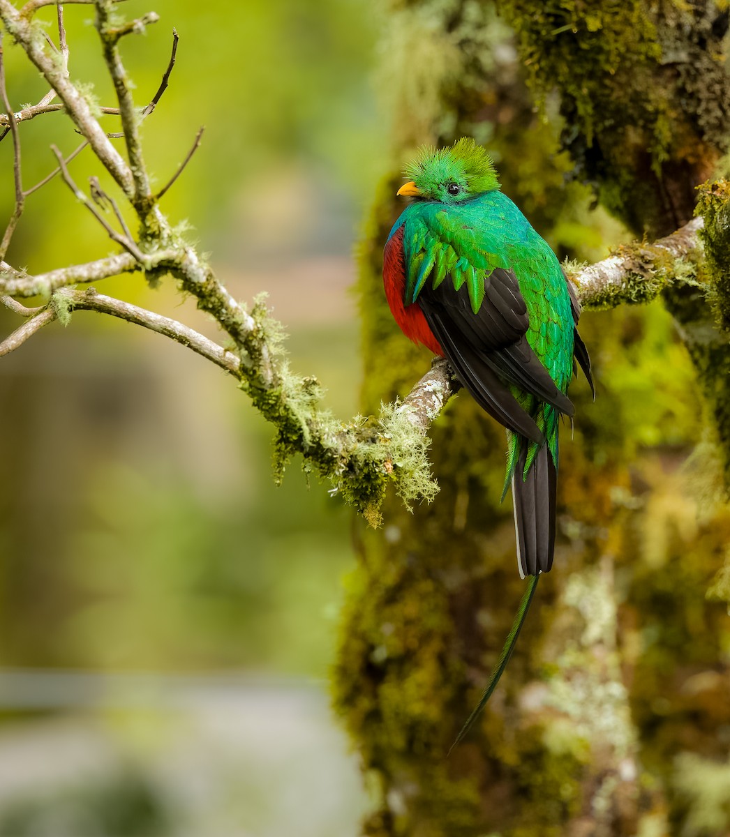 Quetzal resplendissant - ML621181449
