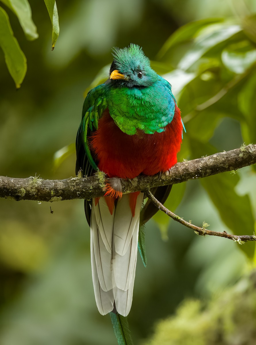 Quetzal resplendissant - ML621181450