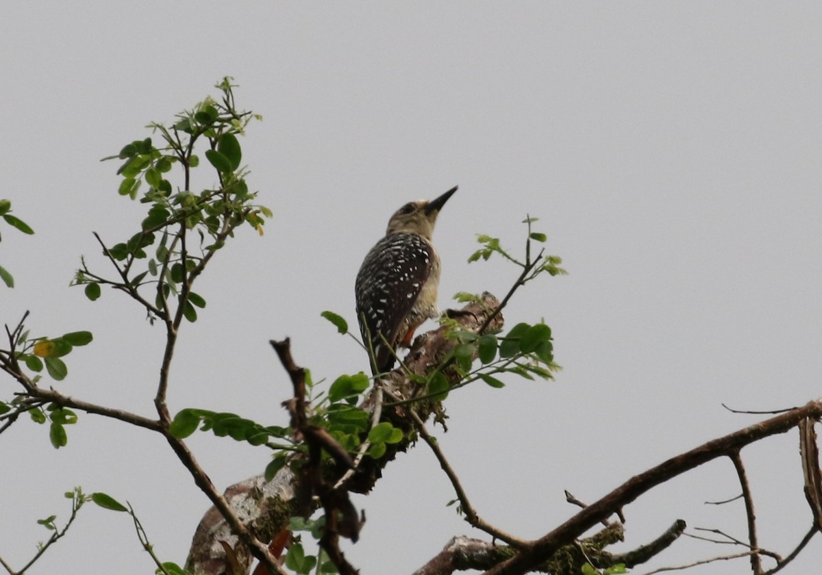 Red-crowned Woodpecker - ML621181460