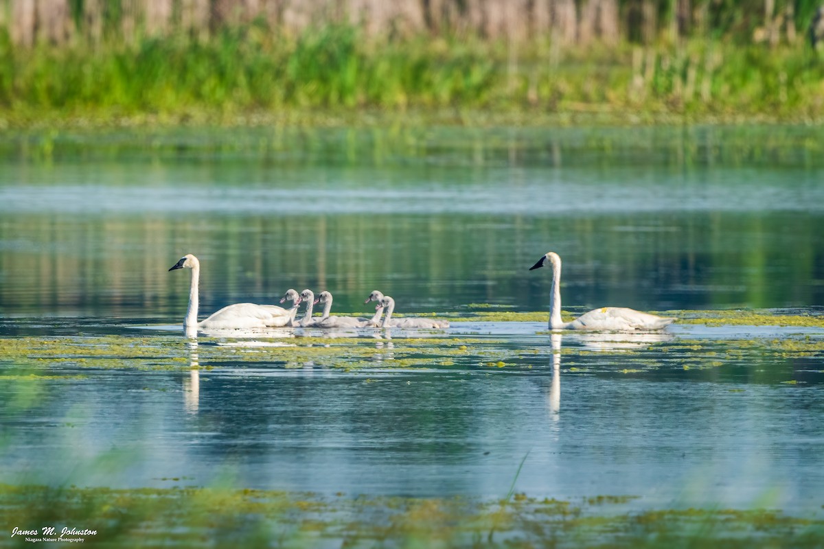 Trumpeter Swan - James Johnston