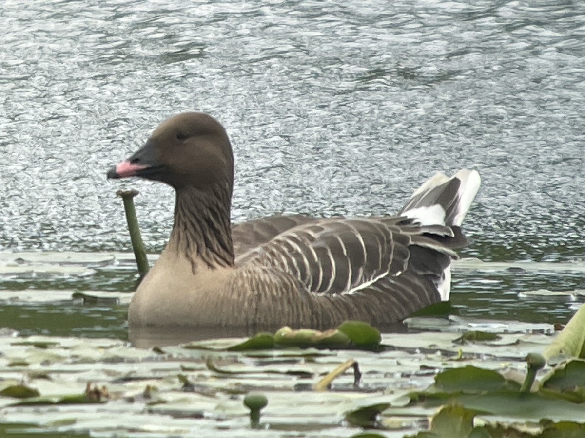 Pink-footed Goose - ML621181498