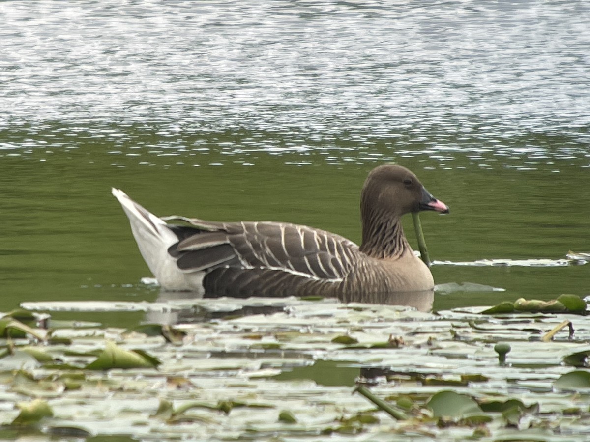 Pink-footed Goose - ML621181499