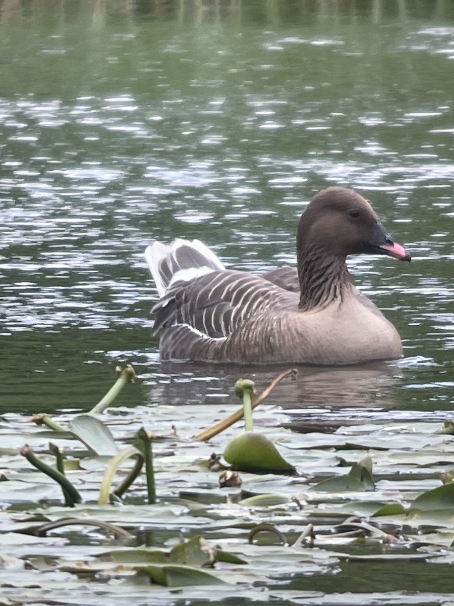 Pink-footed Goose - ML621181500