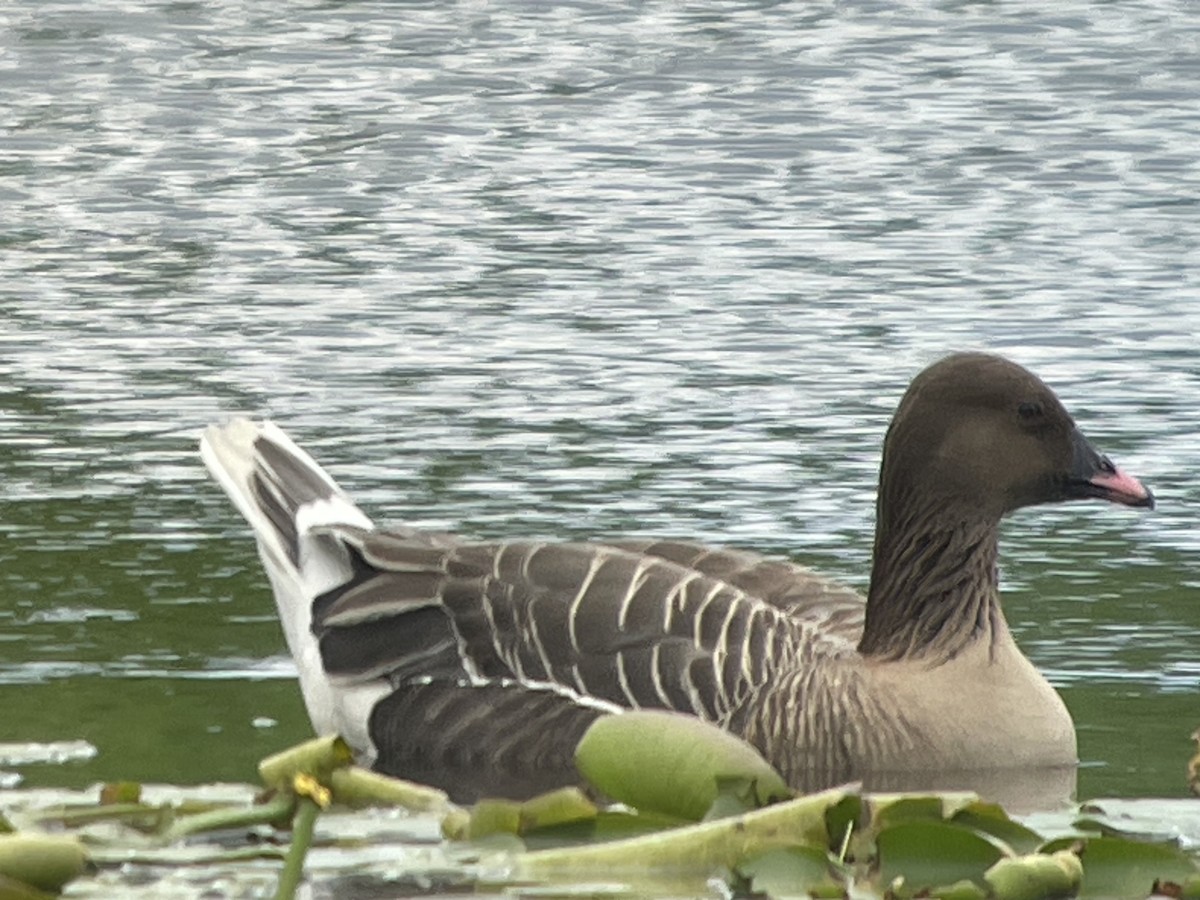 Pink-footed Goose - ML621181501