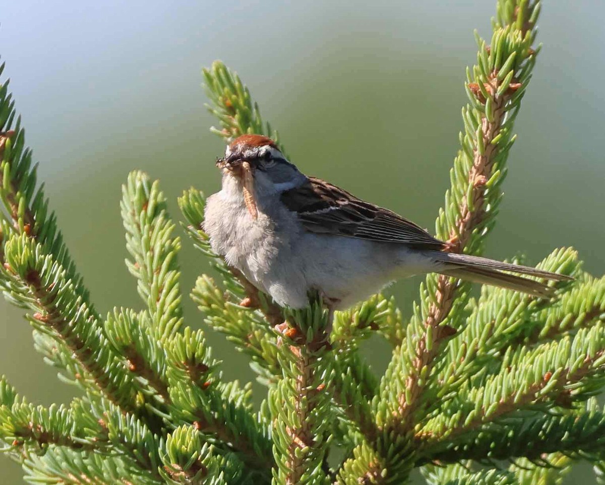 Chipping Sparrow - ML621181519