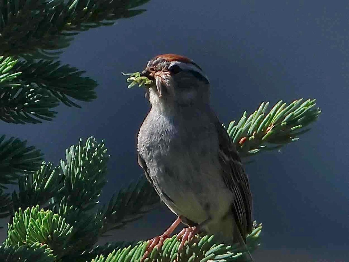 Chipping Sparrow - ML621181520