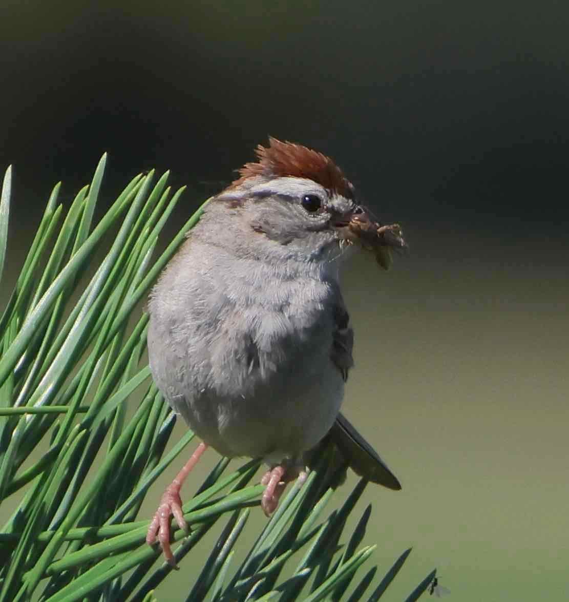 Chipping Sparrow - ML621181523