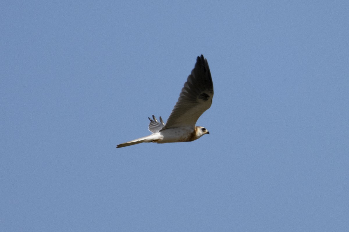 White-tailed Kite - ML621181529