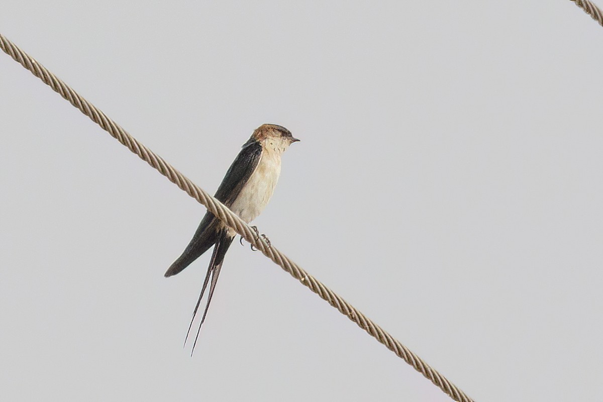 Red-rumped Swallow (West African) - ML621181576