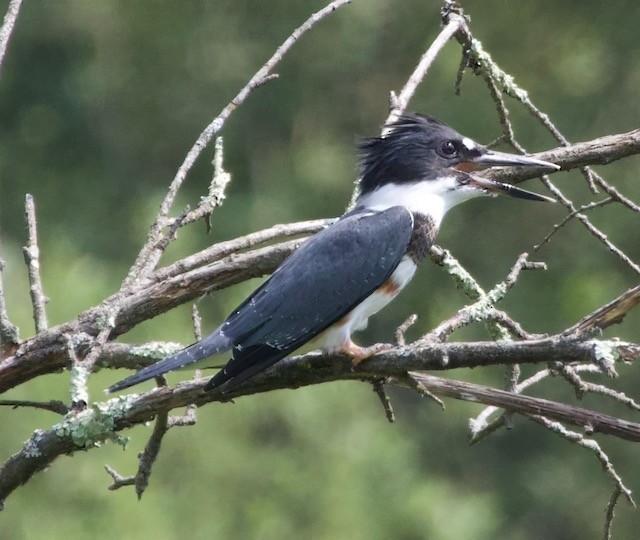 Belted Kingfisher - ML621181590