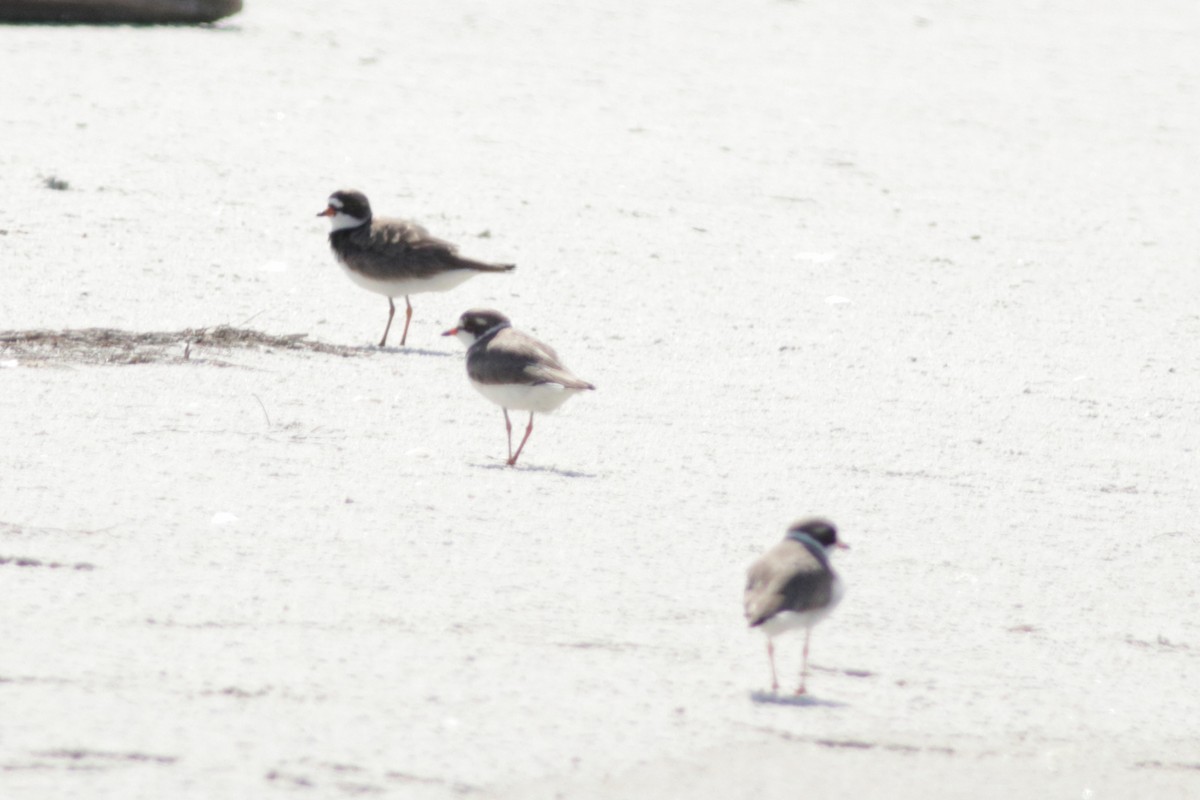 Semipalmated Plover - ML621181594