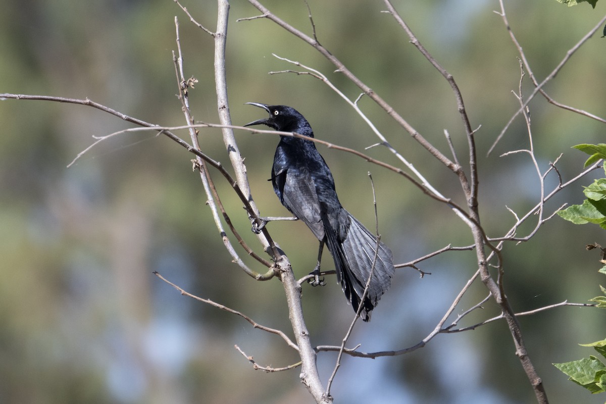 Great-tailed Grackle - ML621181595
